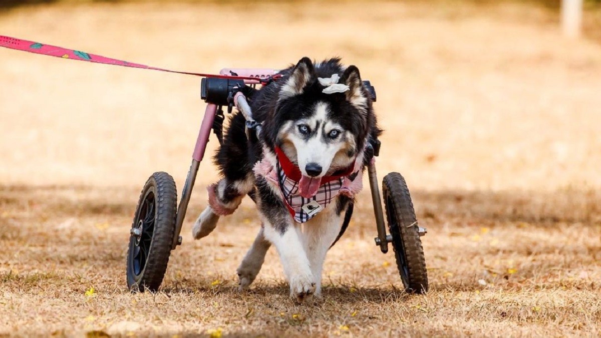 Rescuer Gives New Life for Husky Abused by Breeders