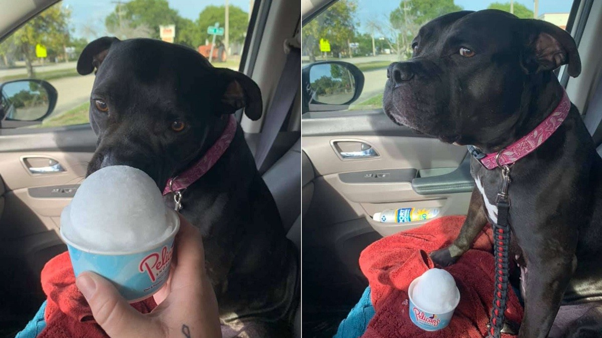 Sassy Dog Won't Eat Unflavored Snow Cone