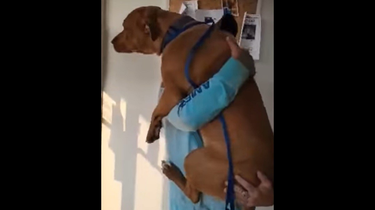 Stolen Dog Jumps into Dad's Arms as they Reunite