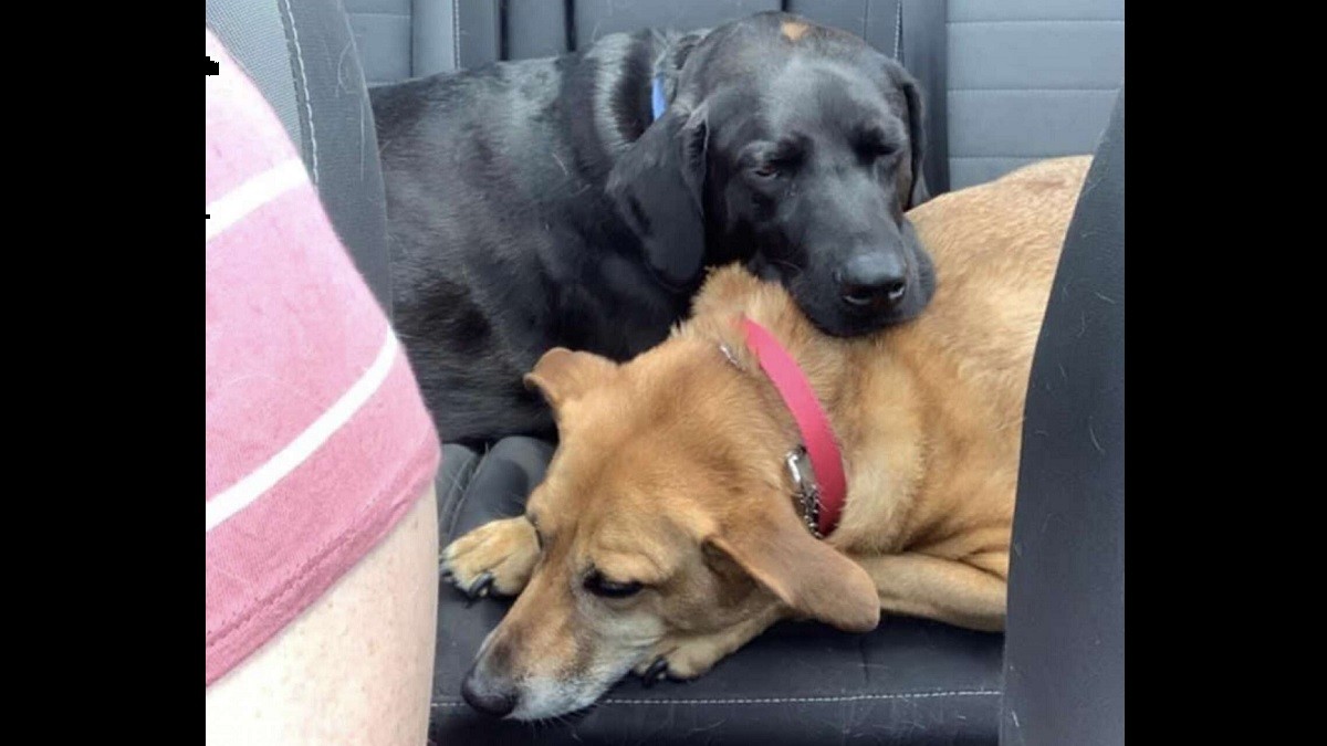 Sweet Dog Knows How to Soothe Carsick Sister