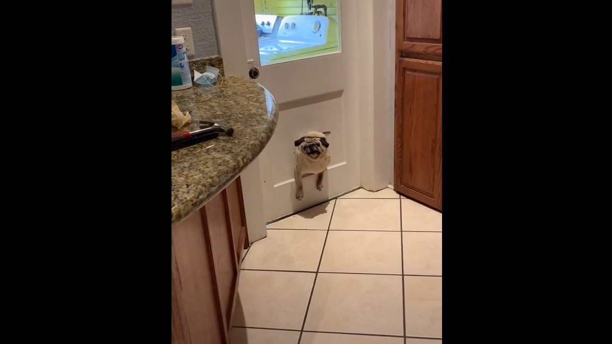 chubby pug stuck in pet door