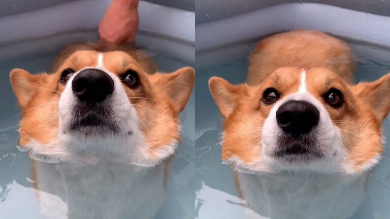 Watch This Adorable Corgi S Bubble Butt Float In Water [video