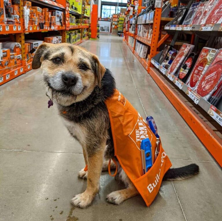Dog earns Home Depot apron for giving 'excellent customer service
