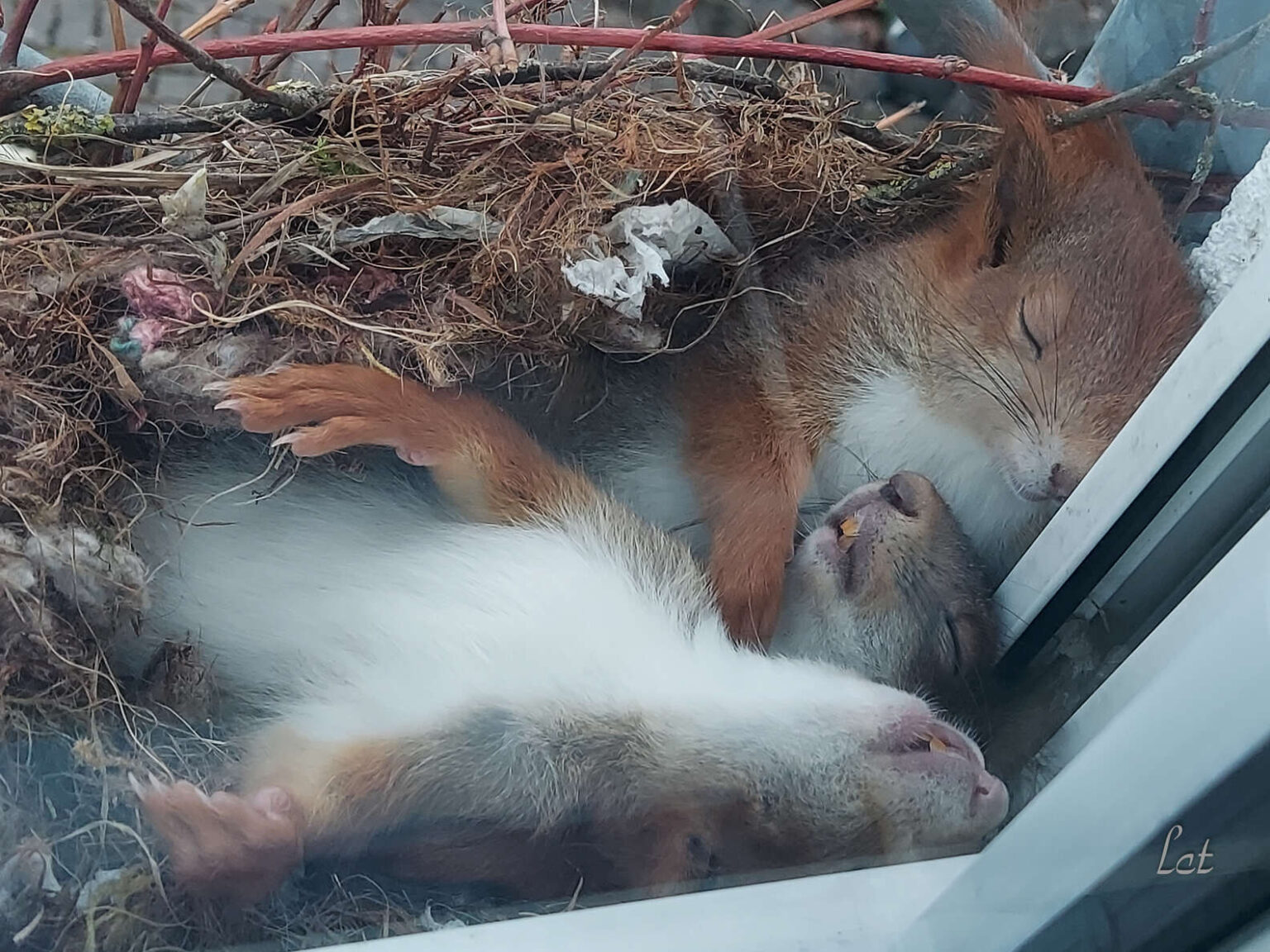 Squirrels build a home on man's window sill. This is how they sleep