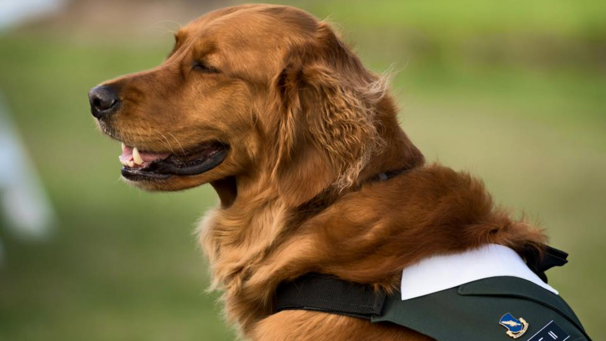 Service dog walks as the best man at army vet’s wedding
