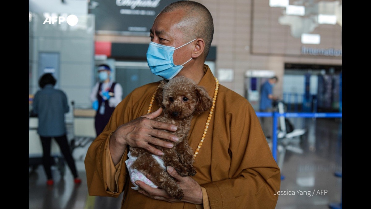 Chinese Monk who Helped Rescue Over 8,000 Strays