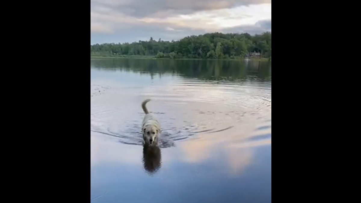 Friendly Dog Takes Daily Swim Across Lake to Greet Everyone at Camp