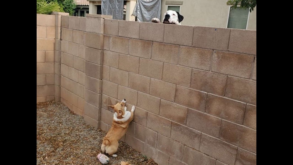Little Corgi Tries Her Best to Reach Tall Dog on Other Side of Wall