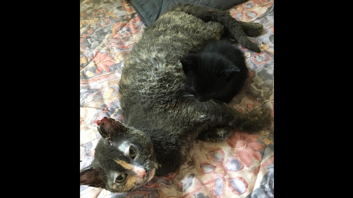 Mama Cat Bravely Rushed into Fire to Save her Kitten