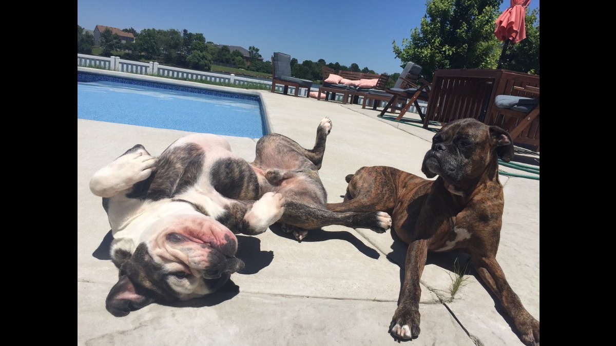 Mischievous Pups Got Kicked out of Doggy Daycare