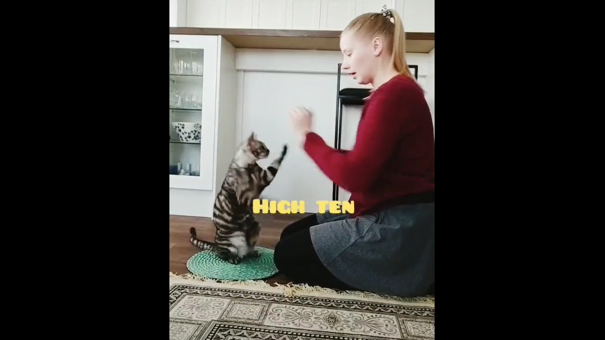 Nipa the Talented Cat Can Do Over 50 Tricks