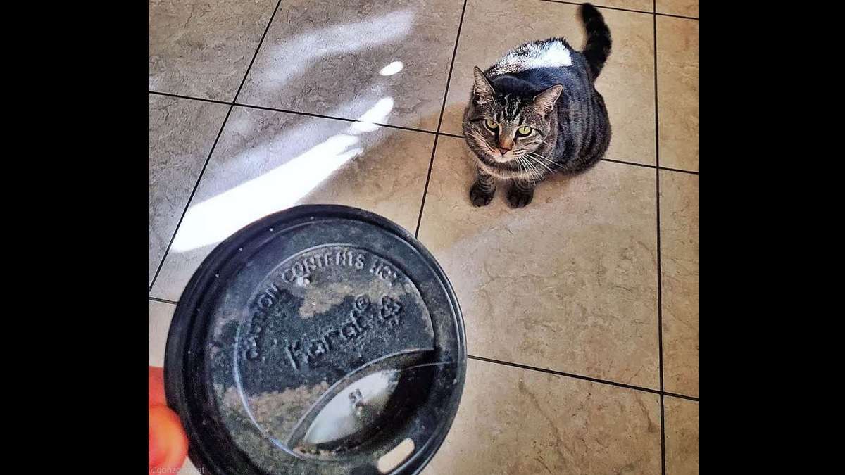 One Man's Trash is this Cat's Daily 'Treasure' To Offer His Parents