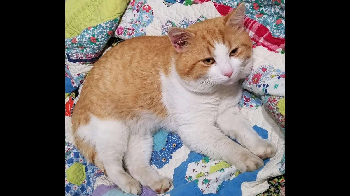 Orange And White Stray Cat Shows Up After Mom Says She Wants One