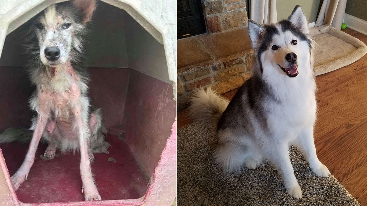 Rescuer Helps Furless Stray Transform Into the Fluffiest Girl