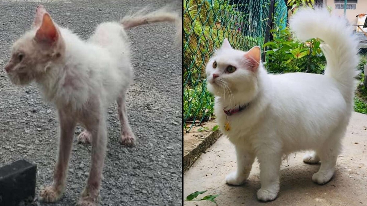 Rescuer Helps Sick Stray Kitten Transform into Gorgeous Fluffy Cat