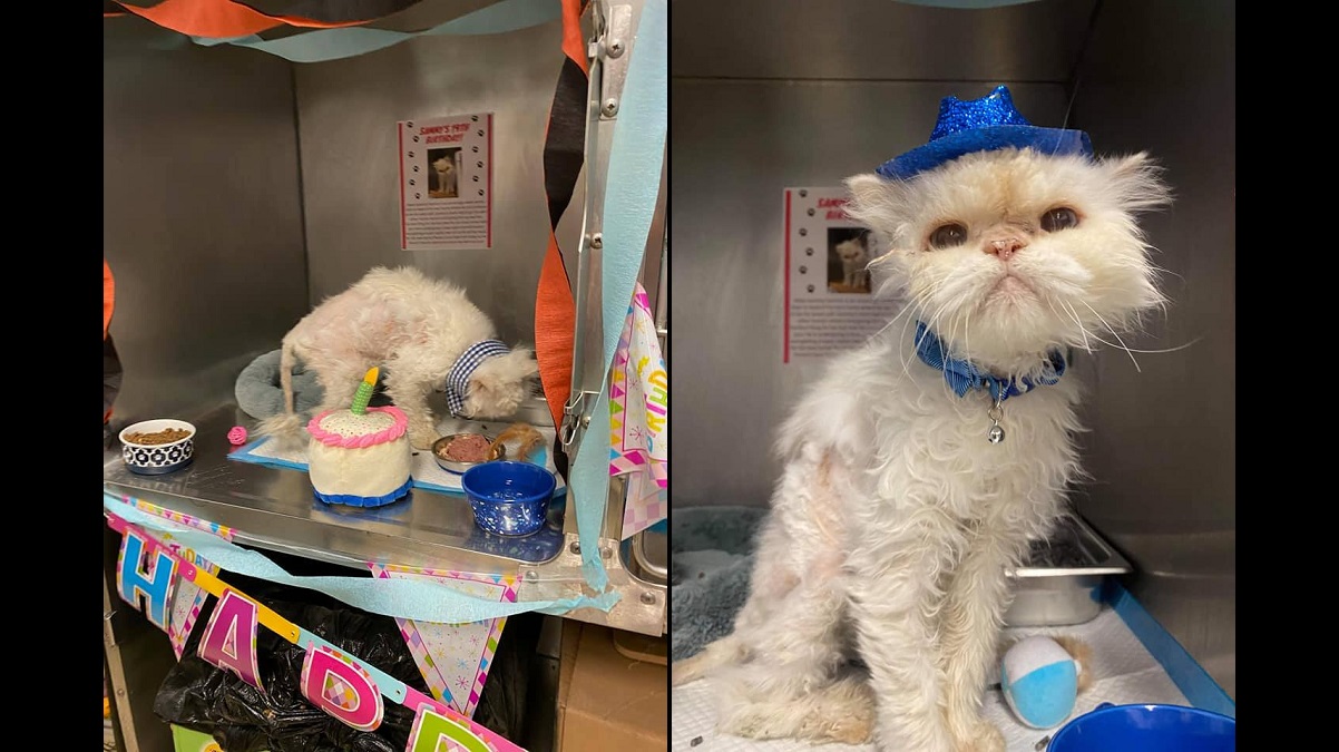 Shelter's Birthday Bash for 19-Yr-Old Cat Helped Him Find a New Home