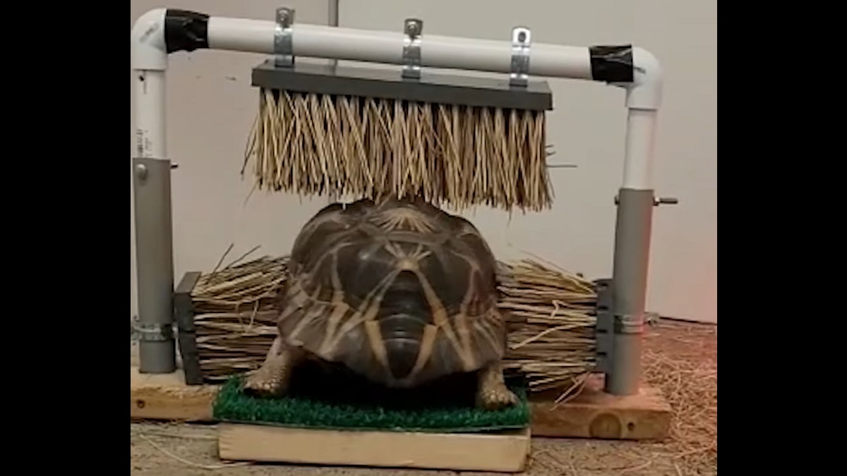 Tortoise Loves his Broom Scratching Station