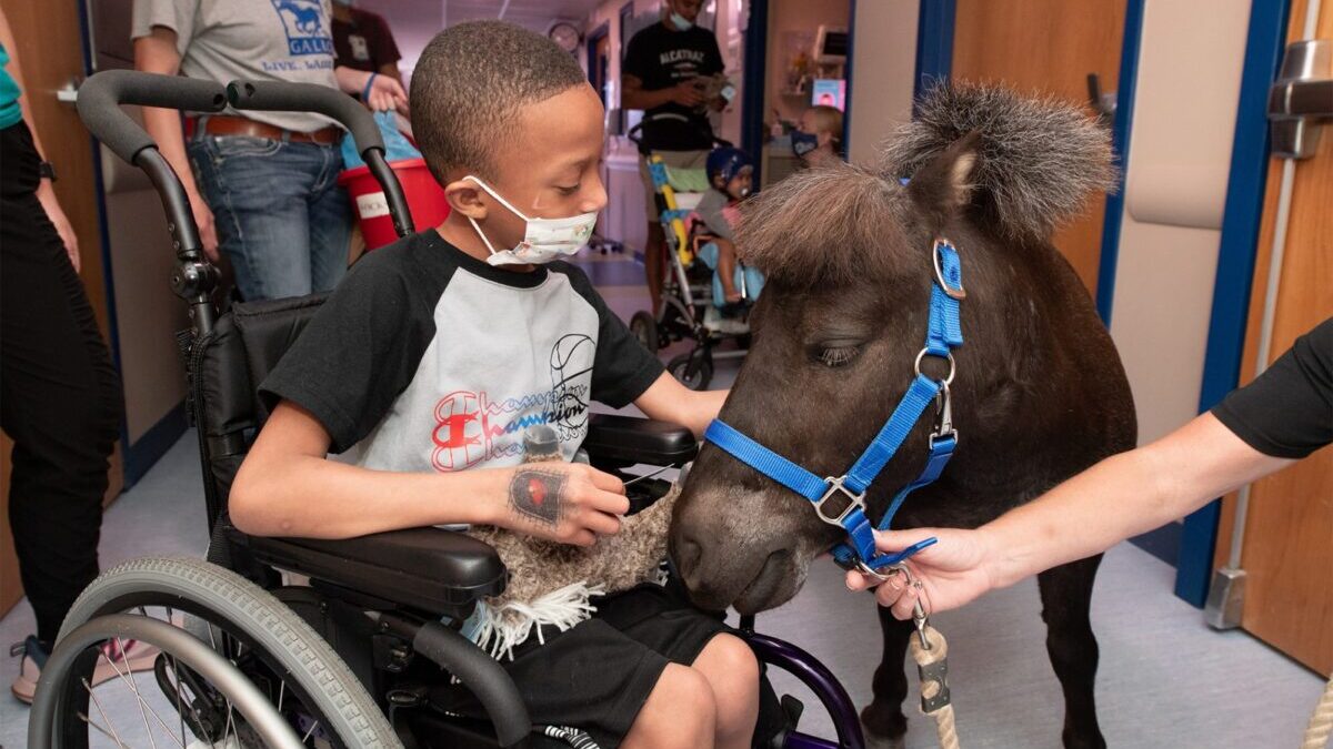 Therapy pony brings healing and joy to sick kids