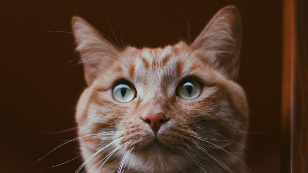 Adorable cat begs for Cheetos while other cats eat healthy chicken