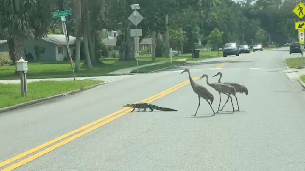 Cranes Lead Tiny Alligator Crossing The Street Back To Its Turf [Video ...