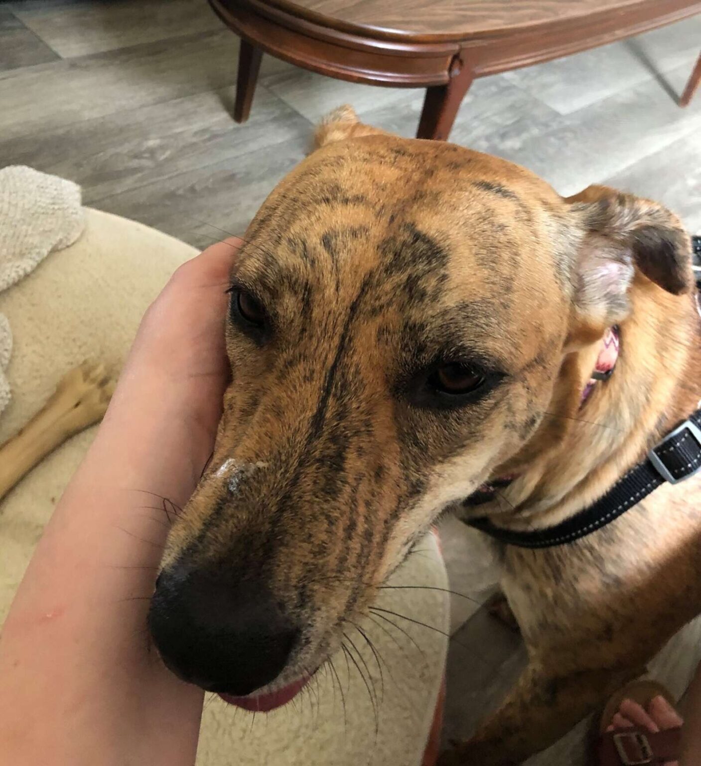 Lost dog rings doorbell as soon as he’s back home [Video] ) Healthy