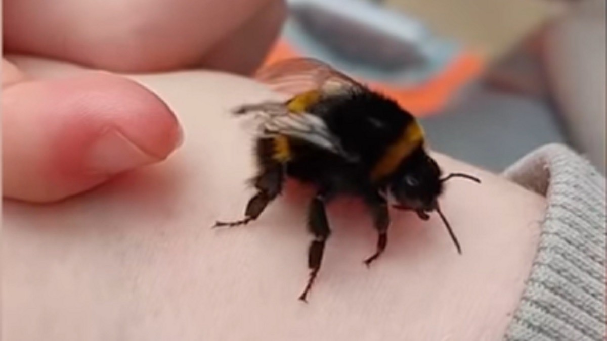 Betty the Bumblebee Keeps Following her Rescuer Everywhere