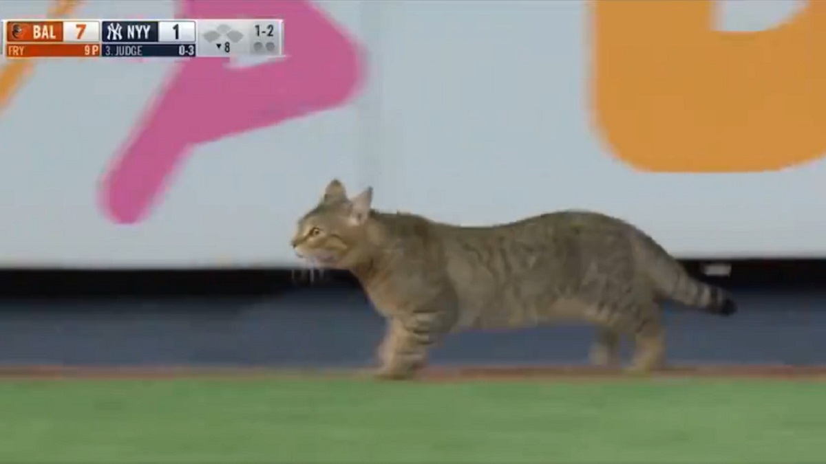 Cat Wanders onto Yankee Stadium and Eludes Officials