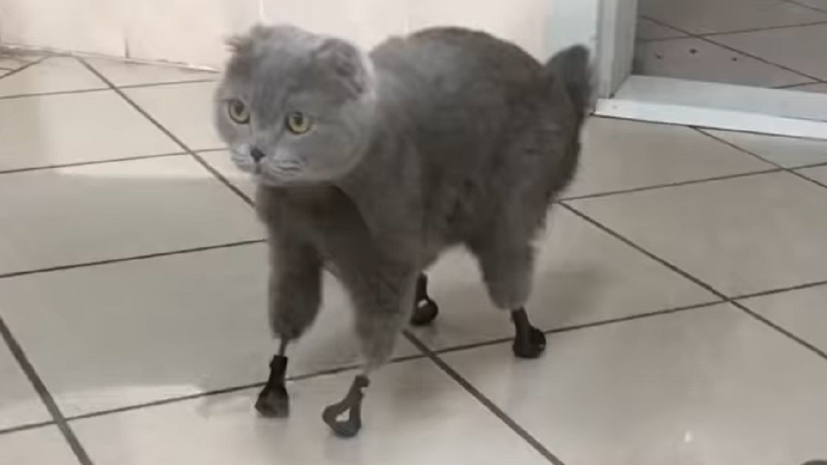 Cat Who Lost Limbs Gets New 3D-Printed Titanium Feet