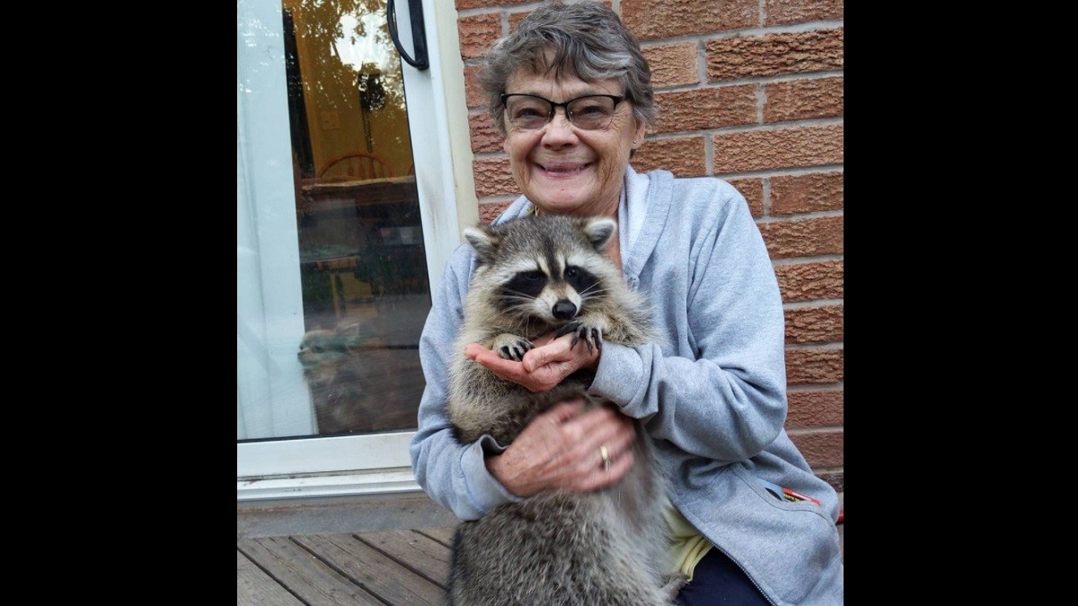 Grateful Raccoon Still Visits His Rescuers 3 Years Later