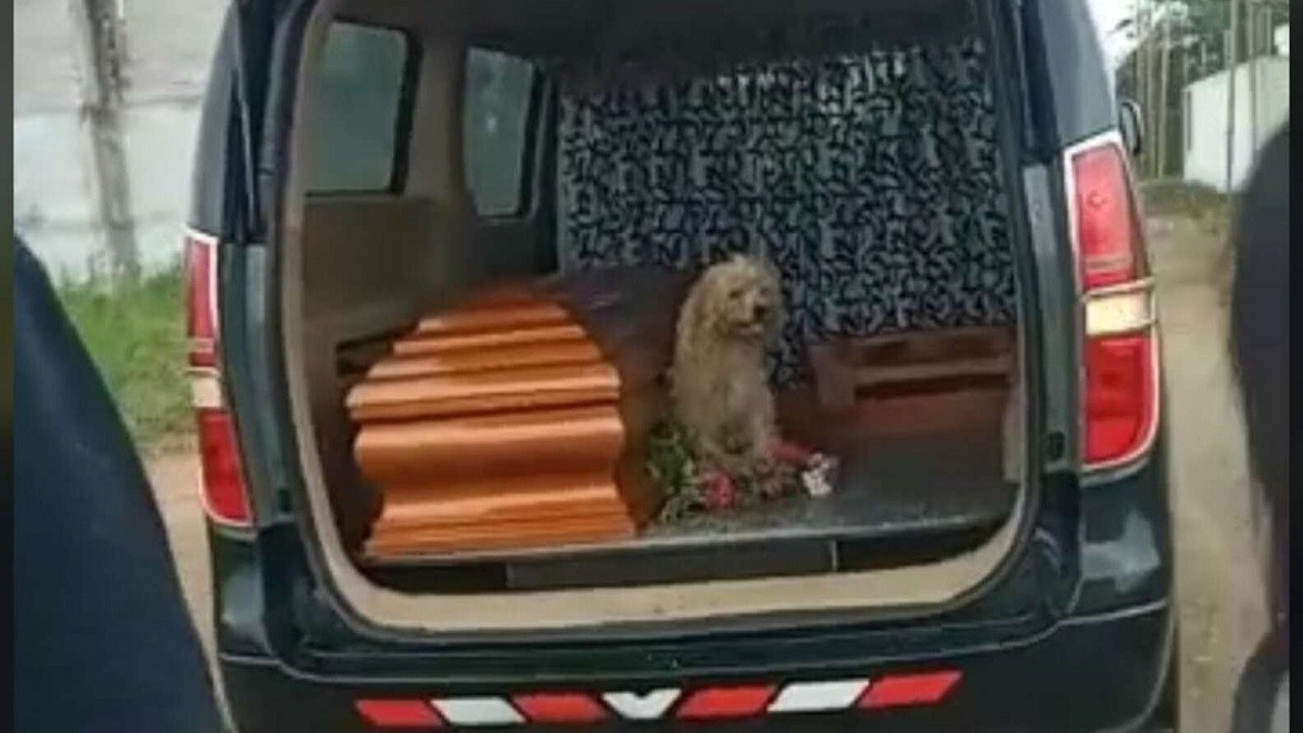 Loyal Dog Stays by Late Owner’s Side During Wake and Funeral