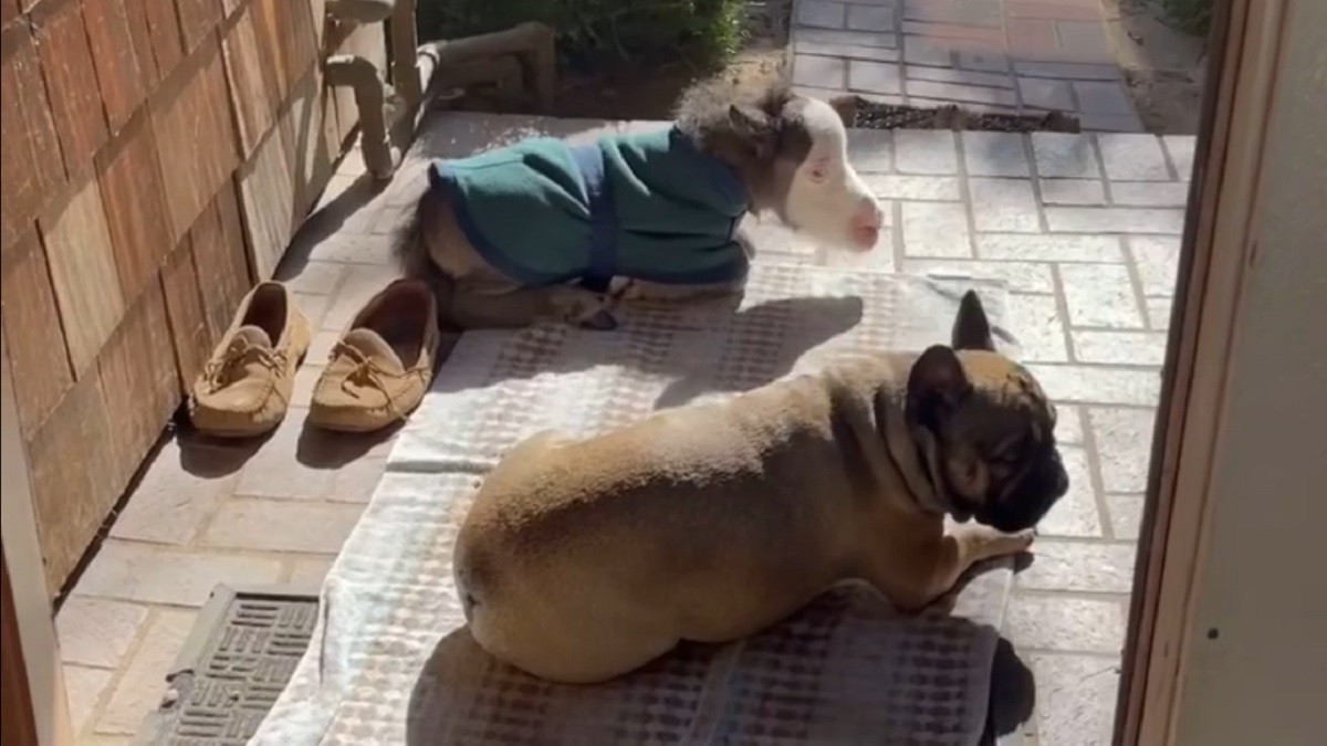 Miniature Horse Lives Indoors with French Bulldogs