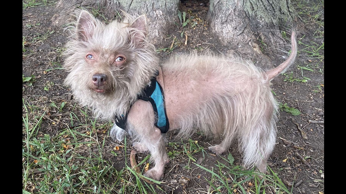 People Keep Mistaking this Unique-Looking Dog for a Pig