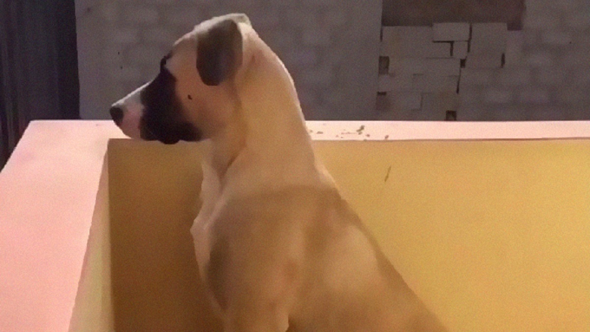 Pup with Separation Anxiety Waits All Day for Dad to Come Home from Work