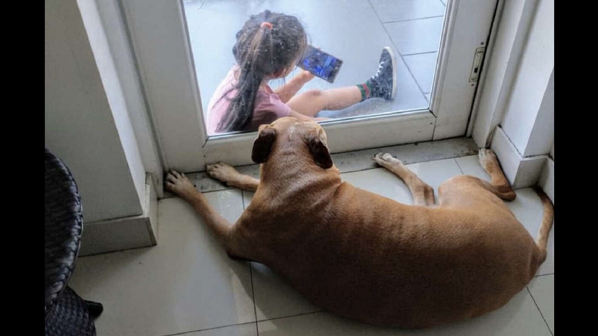 Senior Dog and Little Girl Bond Over Phone Videos Through Glass Door