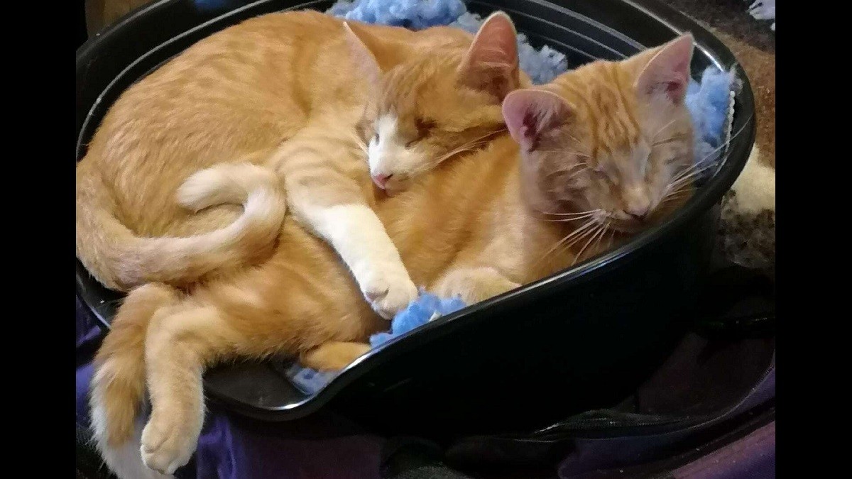 These Adorable Blind Kittens are Looking for their Forever Home