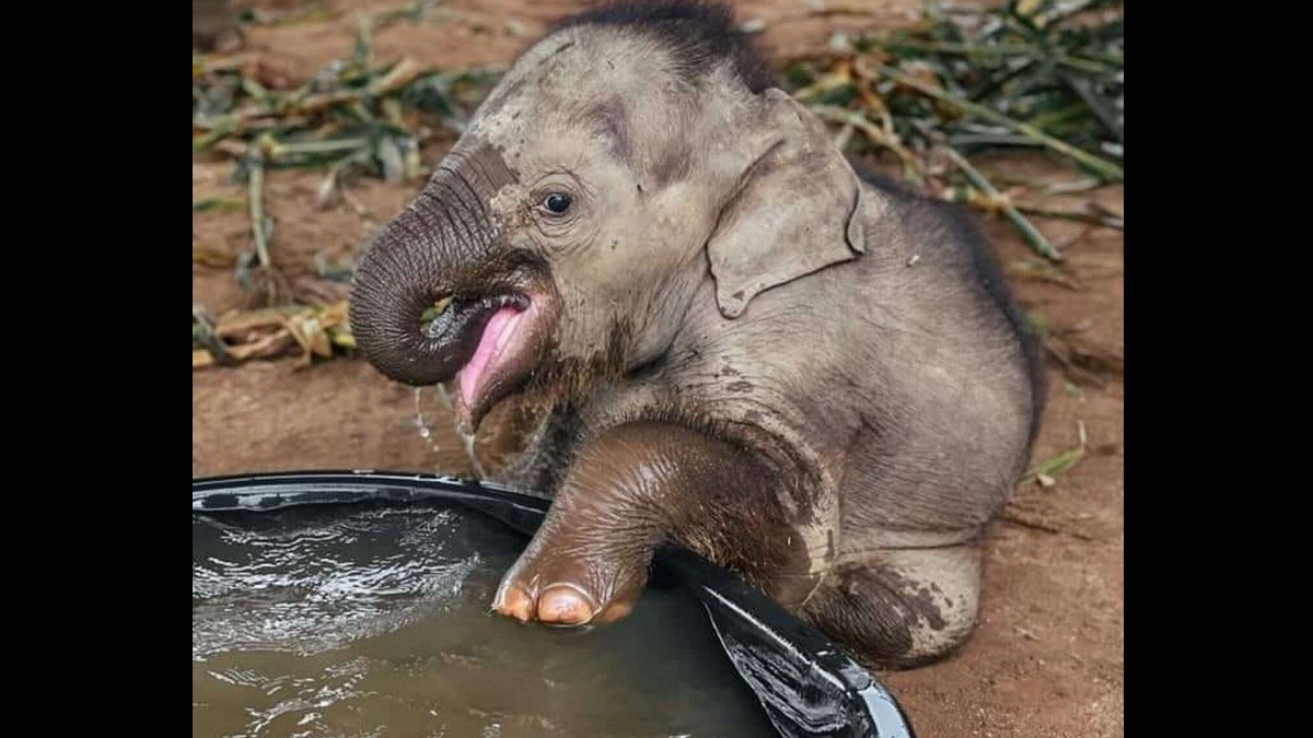 Baby Elephant Loves her First Bath