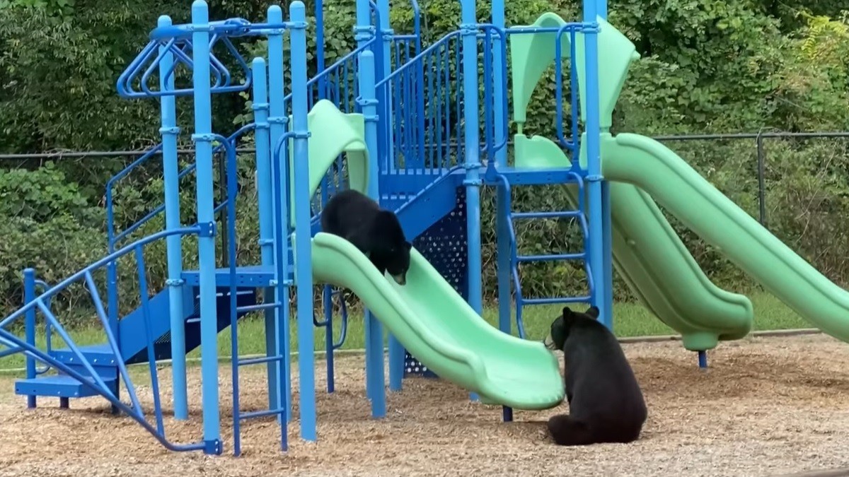 Bears Take Over Playground as Mama Bear Teaches Cub to Use Slide