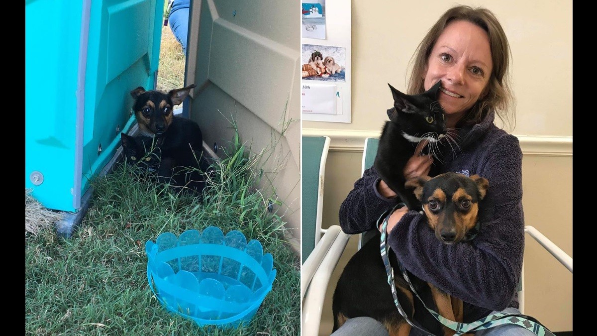 Chihuahua Gets Adopted with Kitten he Protected and Bonded with