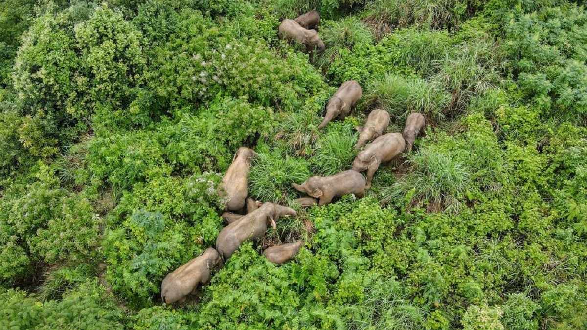 Chinese City Sets Up Food Base for Migrating Elephants to Prevent Conflict with Farmers