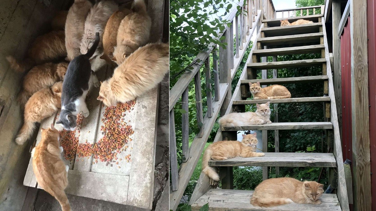 Couple Decides to Keep All 15 Cats that Came with their Farmhouse