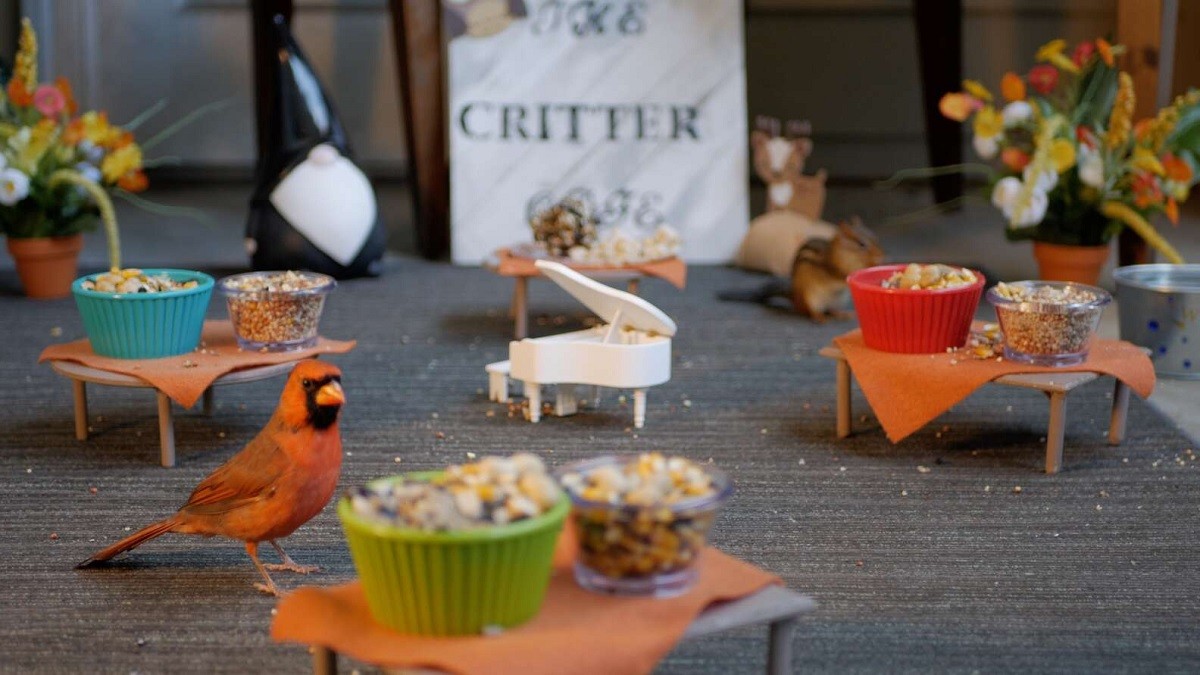 Couple Sets Up Adorable 'Critter Cafe' for their Local Animals