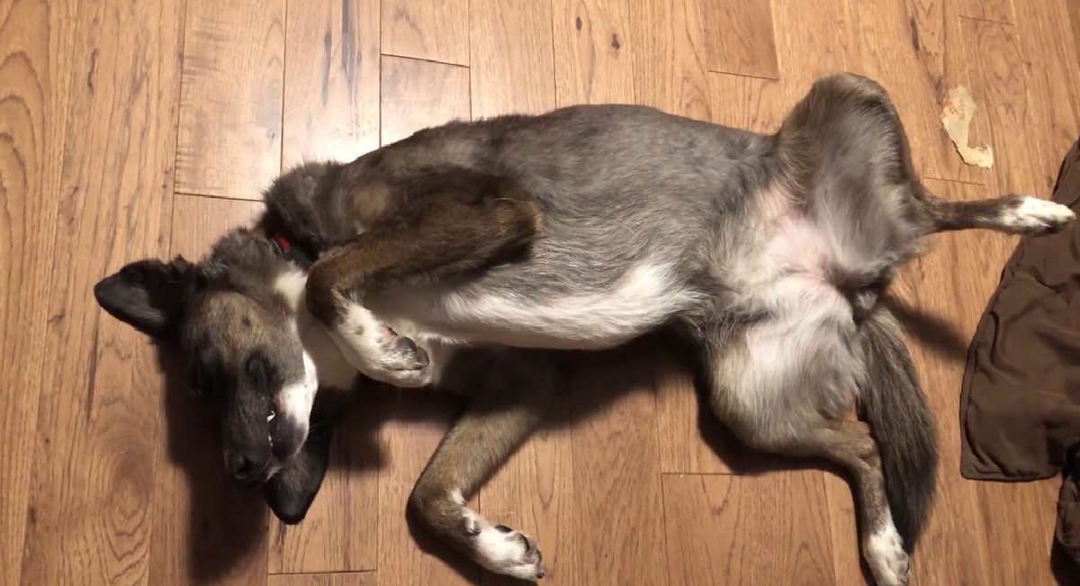 Dog Who Dislikes Rain Plays Dead to Avoid Going Outside
