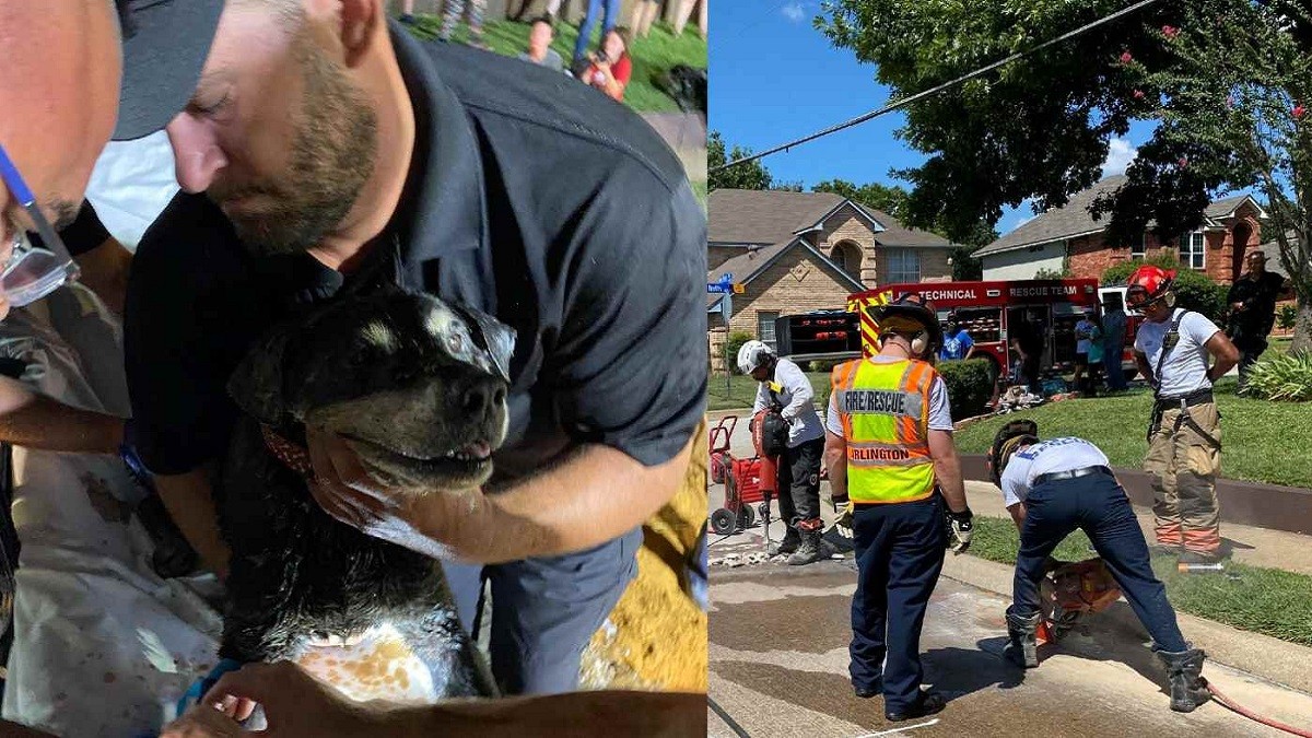 Firefighters Work Overnight to Rescue Deaf Dog Trapped in Storm Drain
