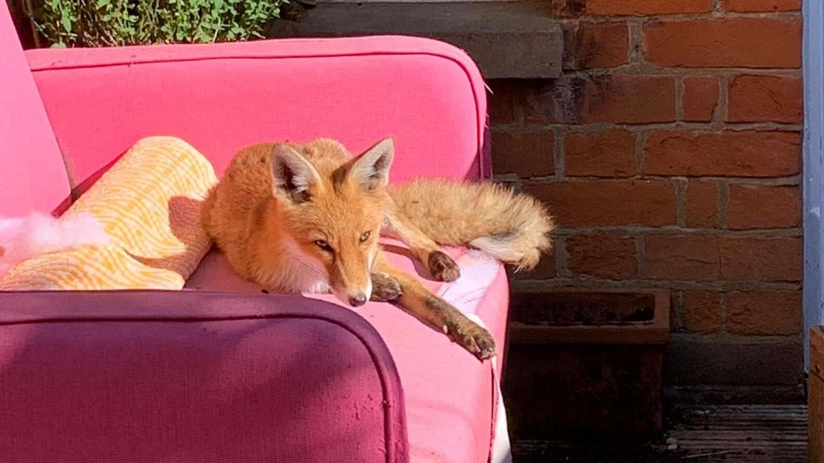 Fox Finds Safe Haven in Woman's Yard