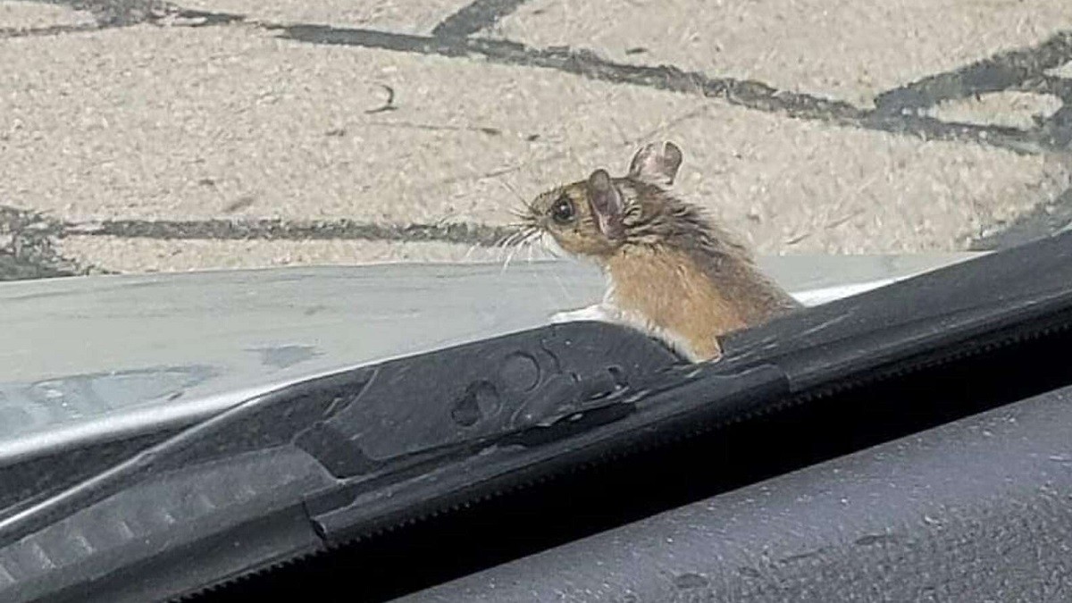 Little Mouse Hitchhikes on Couple's Car