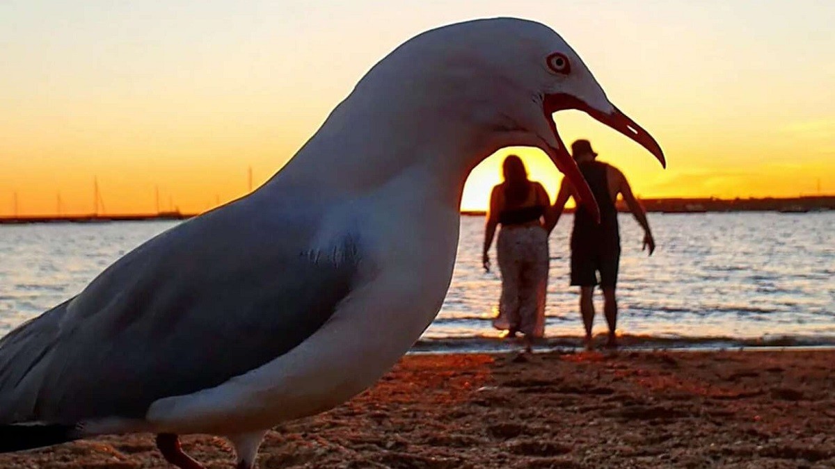 Seagulls Ruin Couple's Plan to Record Cute Beach Moment