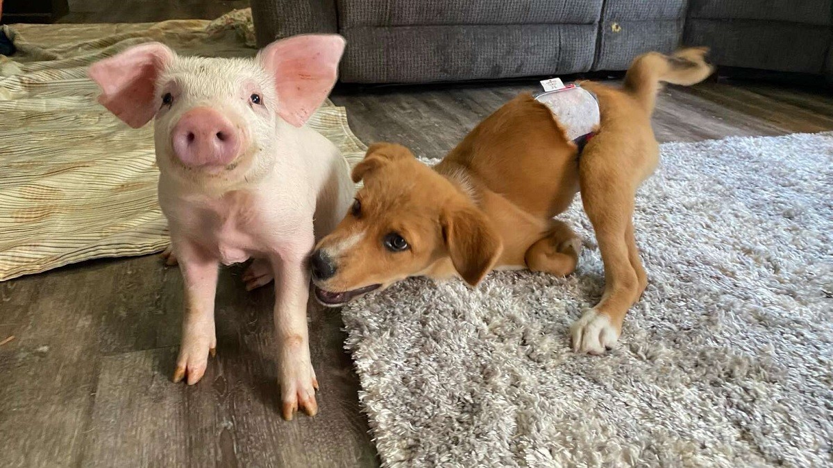 Special Needs Puppy Finds BFF in Rescue Piglet