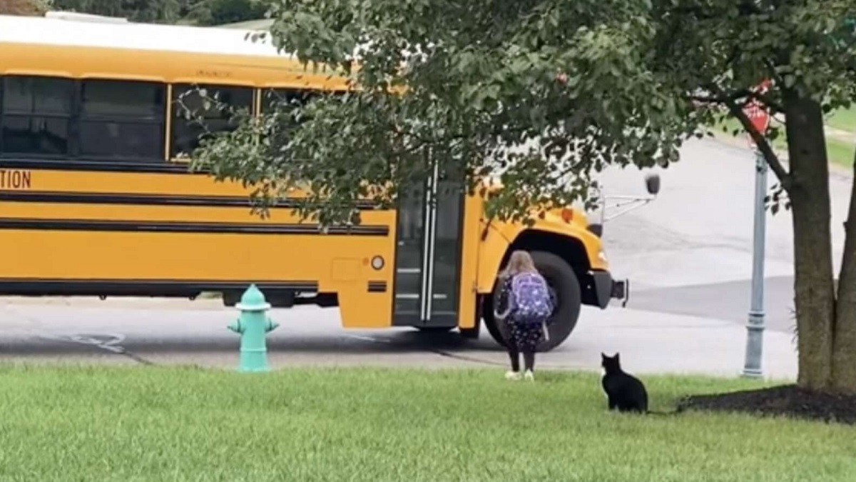 Sweet Cat Waits with Little Girl for School Bus Every Day