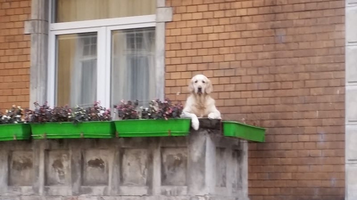 The Dog from the Balcony Becomes City's Top Tourist Spot