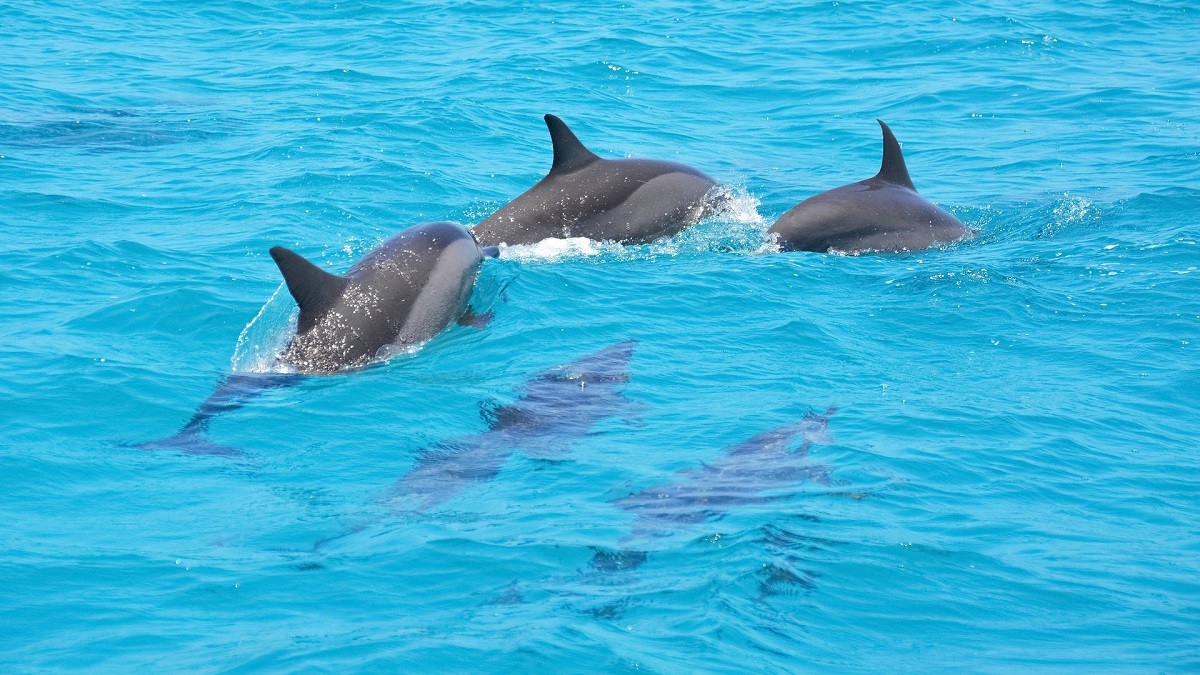 dolphins help rescue team locate missing swimmer